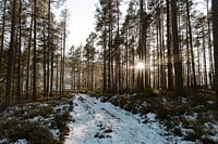 Travel photography Vrådal Norway | pine forest with setting sun