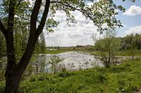 Doorkijk naar stilstaand water in Millingerwaard