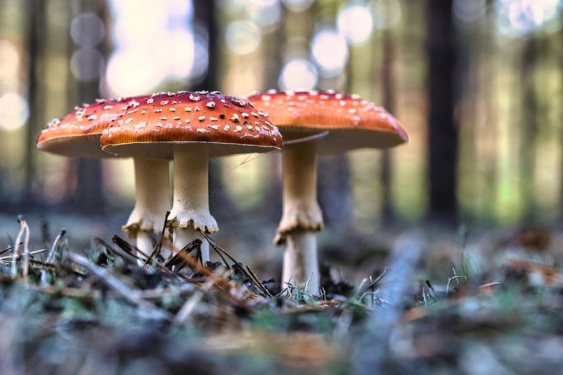 Delicate white red toadstool, on the forest floor. by Martin Köbsch