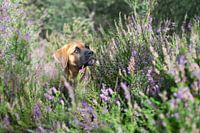 A boxer puppy in the heath