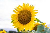 Sonnenblume in ihrer vollen Pracht