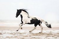 Barock Pinto am Strand