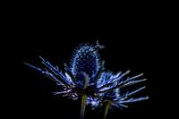 Eryngium Variifolium Common thistle