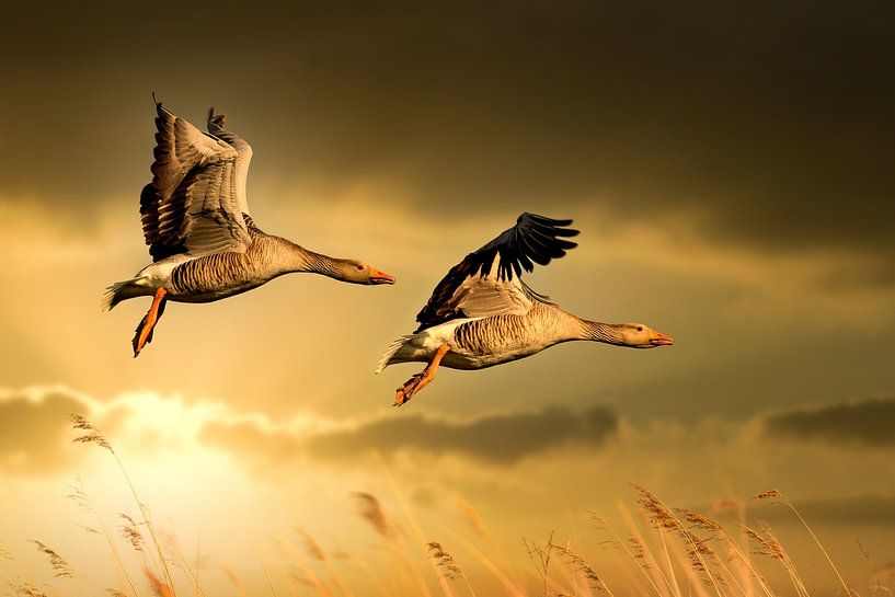 Gänse (Tiere) von Patrick Reymer