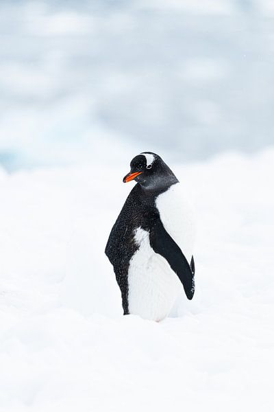 Porträt Eselspinguin von Nanda Bussers