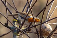 Rotkehlchen knabbern an Wintervorräten