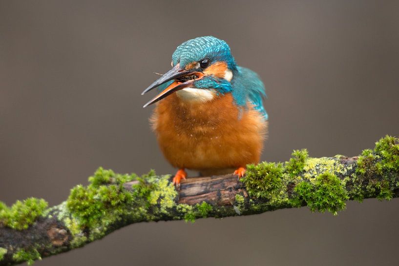 Eisvogel Imet Beute auf moosigem Ast von Jeroen Stel