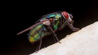 fly macro