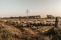 Garden Chair traveling in Zeeland I