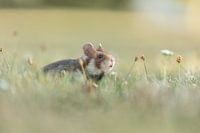 Wild hamster among flowers