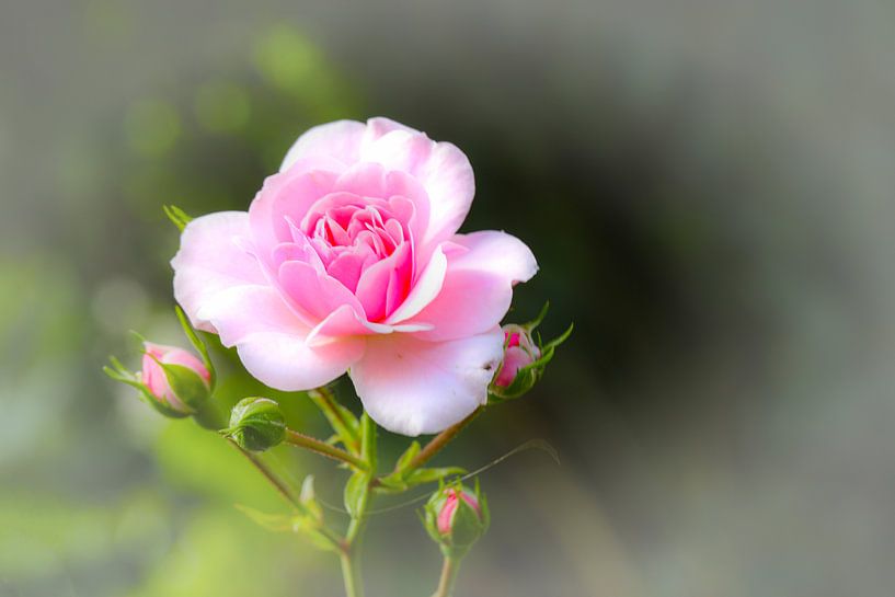 Droomroos van Erich Werner