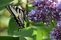 Ein Schmetterling auf einer fliederfarbenen Blüte