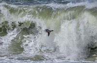 L'oie de Brent sur un surf déchaîné