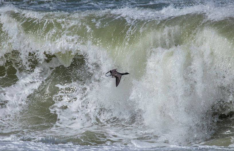 Brent Gans über einer tobenden Brandung von Marcel Klootwijk