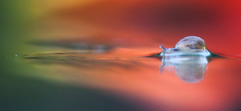 Slakje by Daan de Vos