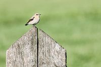 Geflügelter Polder-Räuber!