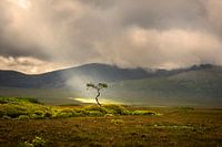 Jacob's ladder shines a tree in Ireland