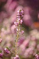 Pink flowering heather - 1