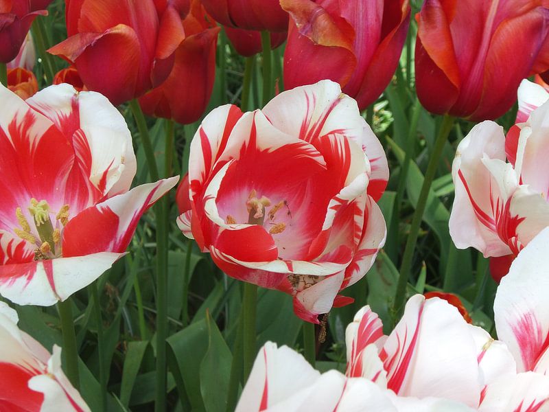 Keukenhof bloemen par Veli Aydin