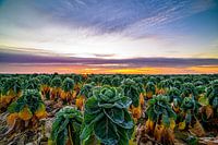 1st frost over the sprouts