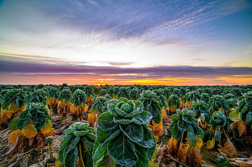 1st frost over the sprouts by Alvin Aarnoutse