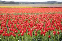 Bunt sind schon die Felder 3