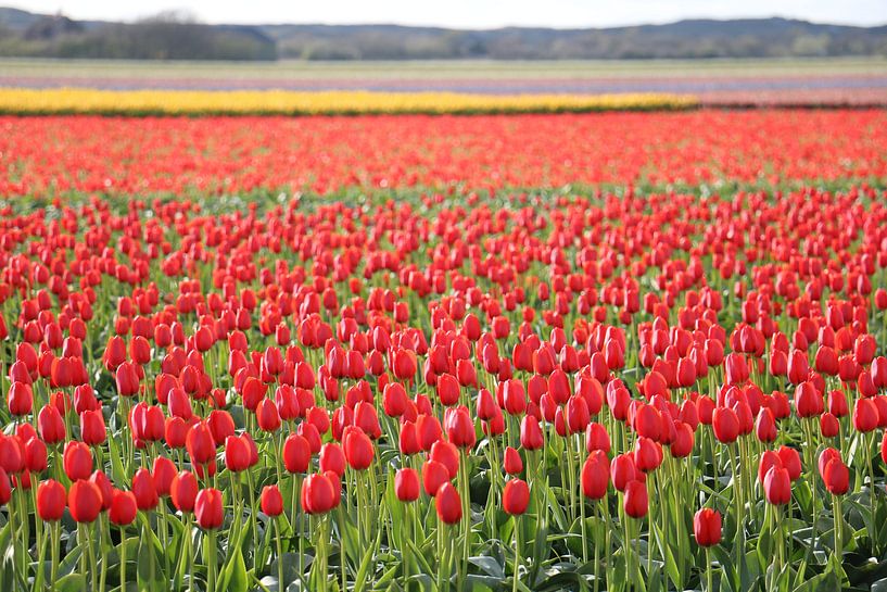 Bunt sind schon die Felder 3 par Ulrich Fuchs