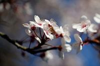 Makroaufnahme einer Kirschblüte