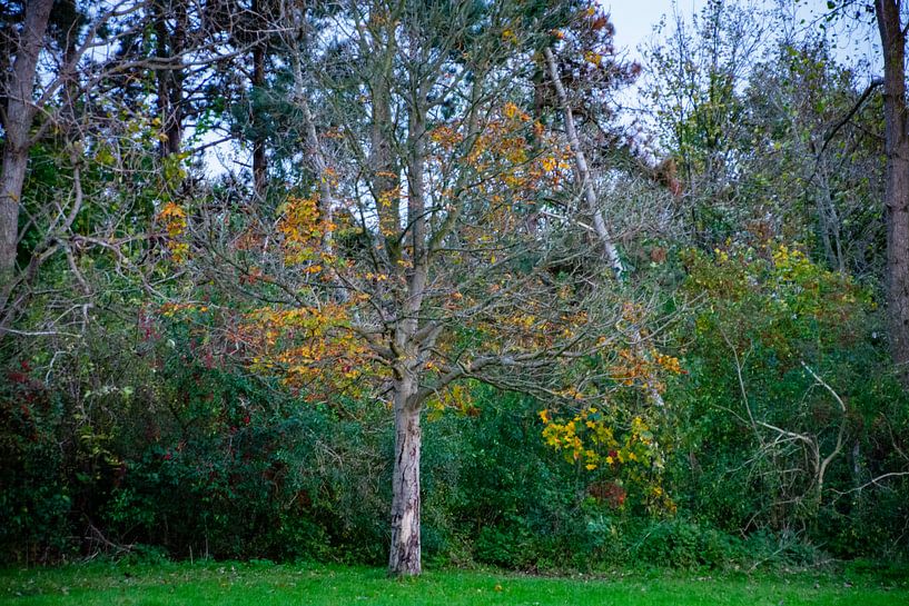 Arbre presque chauve par FotoGraaGHanneke