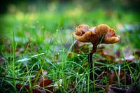 Mushrooms in the forest 03