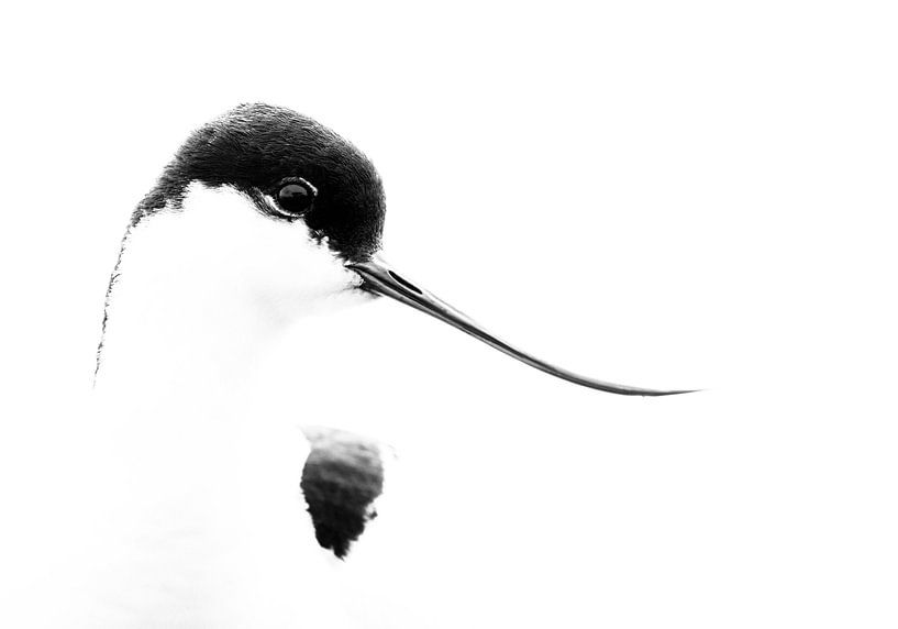 Pied Piper by Anja Brouwer Fotografie