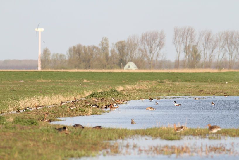 Wiesenvögel Eemnes von Sander Miedema