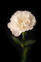 Beautiful carnation