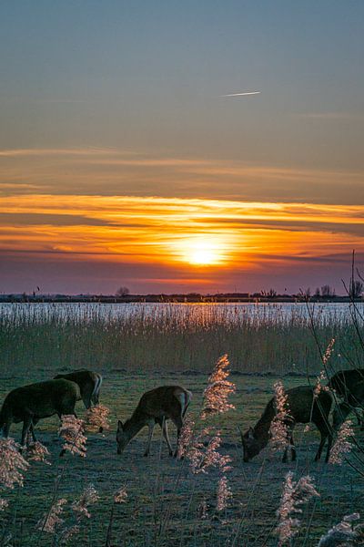 Coucher de soleil sur les cerfs Oostvaarderplassen par Mischa Corsius