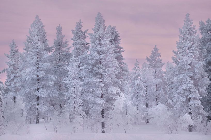 Arbres enneigés en Laponie, ciel rose au coucher du soleil par Melissa Peltenburg