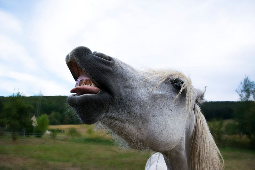 Der lachende Hengst von RK