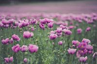 Poppy - dream in pink