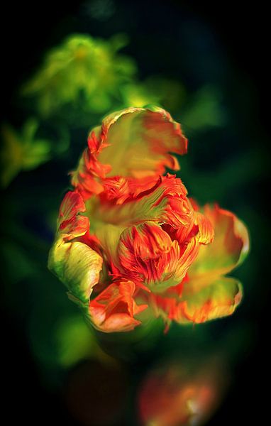 Rot-grüne Tulpe von Marianna Pobedimova