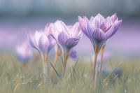 Herfststijlloos, een beetje lente in de herfst
