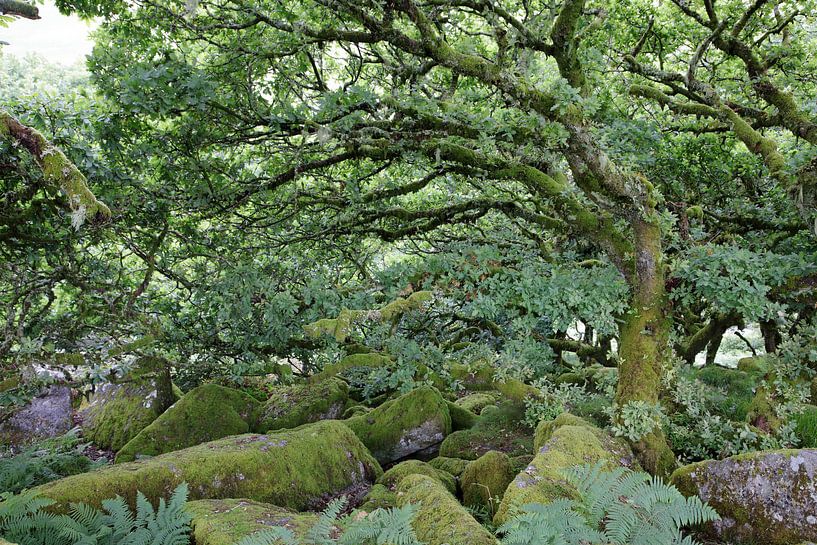 Wistmen&#039;s Wood 7 by Ralph Jongejan