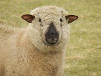 Schaap "Hampshire Down"