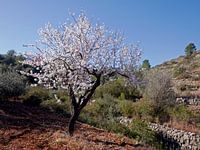 Blühender Mandelbaum im freien Feld, irgendwo im spanischen Hinterland