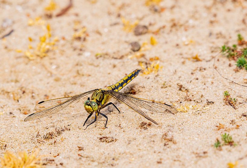 Auf der Düne ruhende Libelle von Merijn Loch