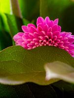 Verscholen schoonheid