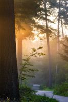 Sunbeams in the fog in the Speulderbos
