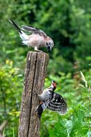 Eichelhäher und Specht