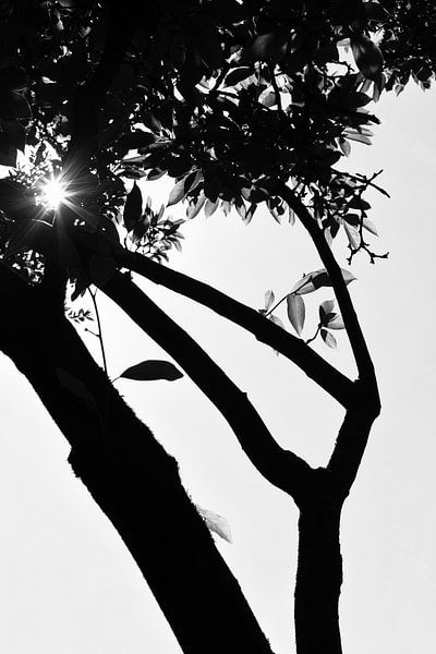 Pink flower with yellow crown by Tot Kijk Fotografie: natuur aan de muur