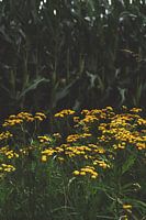 Ominöse Natur. | Makro |