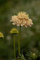 Scabiosa Fata Morgana