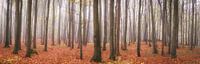 Forest panorama - autumn in the beech forest